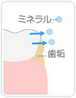 フッ素塗布の流れ